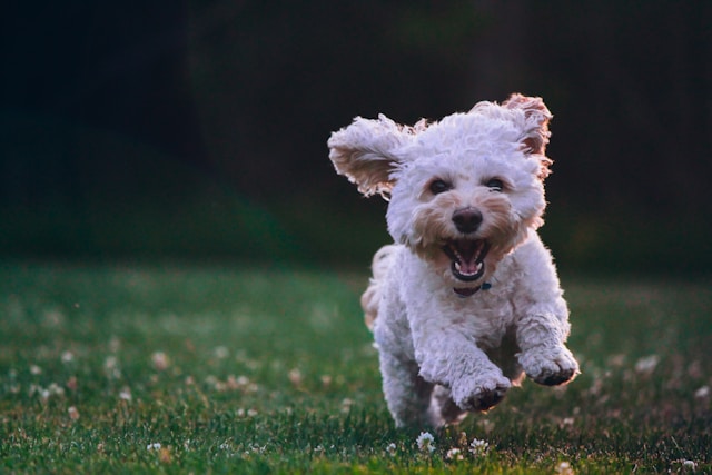 Batatinha, um cachorrinho cheio de energia.