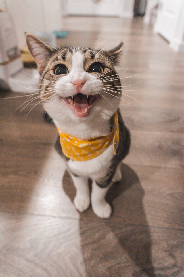 Bolinha, um gato feliz.