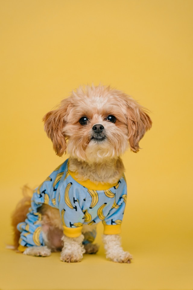 Um cachorrinho marrom fofo olhando para câmera.
